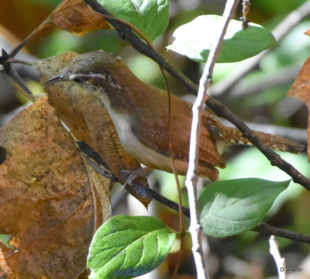 Carolina Wren - ML638365434