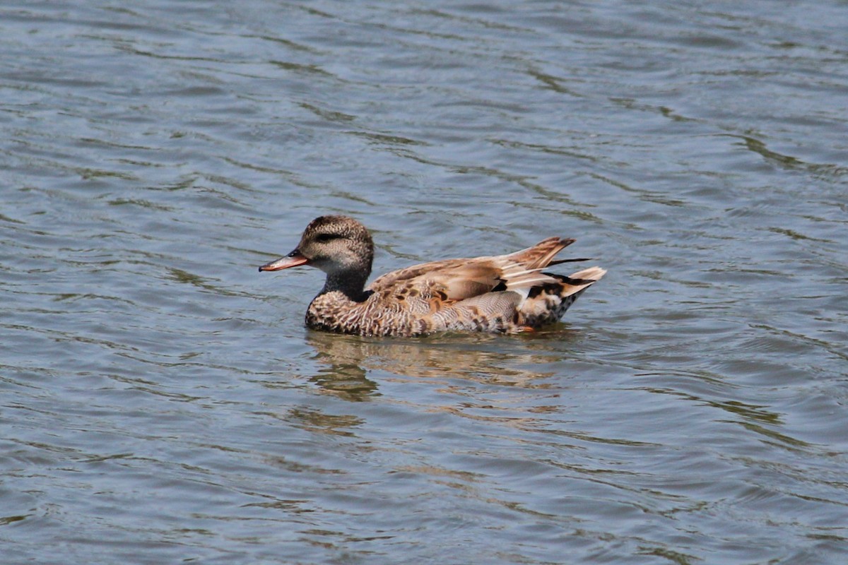 Gadwall - ML638365435