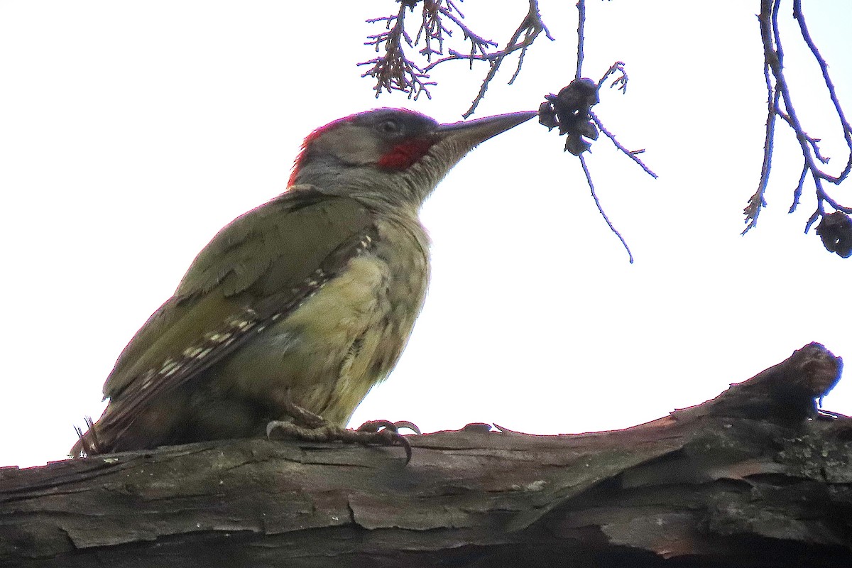 Iberian Green Woodpecker - ML638365437