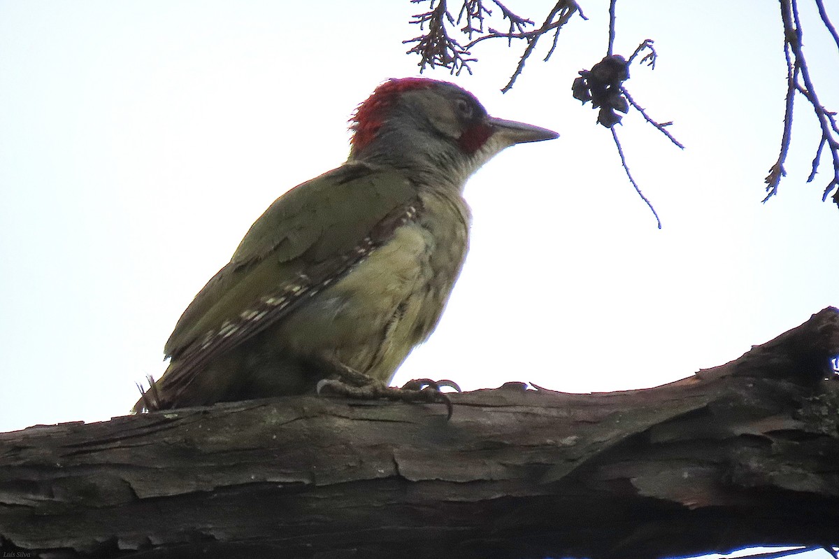 Iberian Green Woodpecker - ML638365439