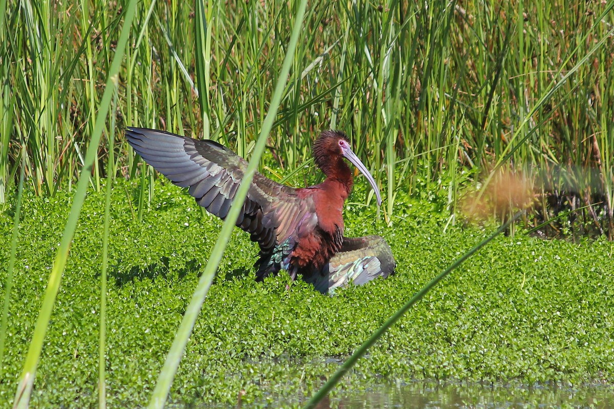 White-faced Ibis - ML638365476