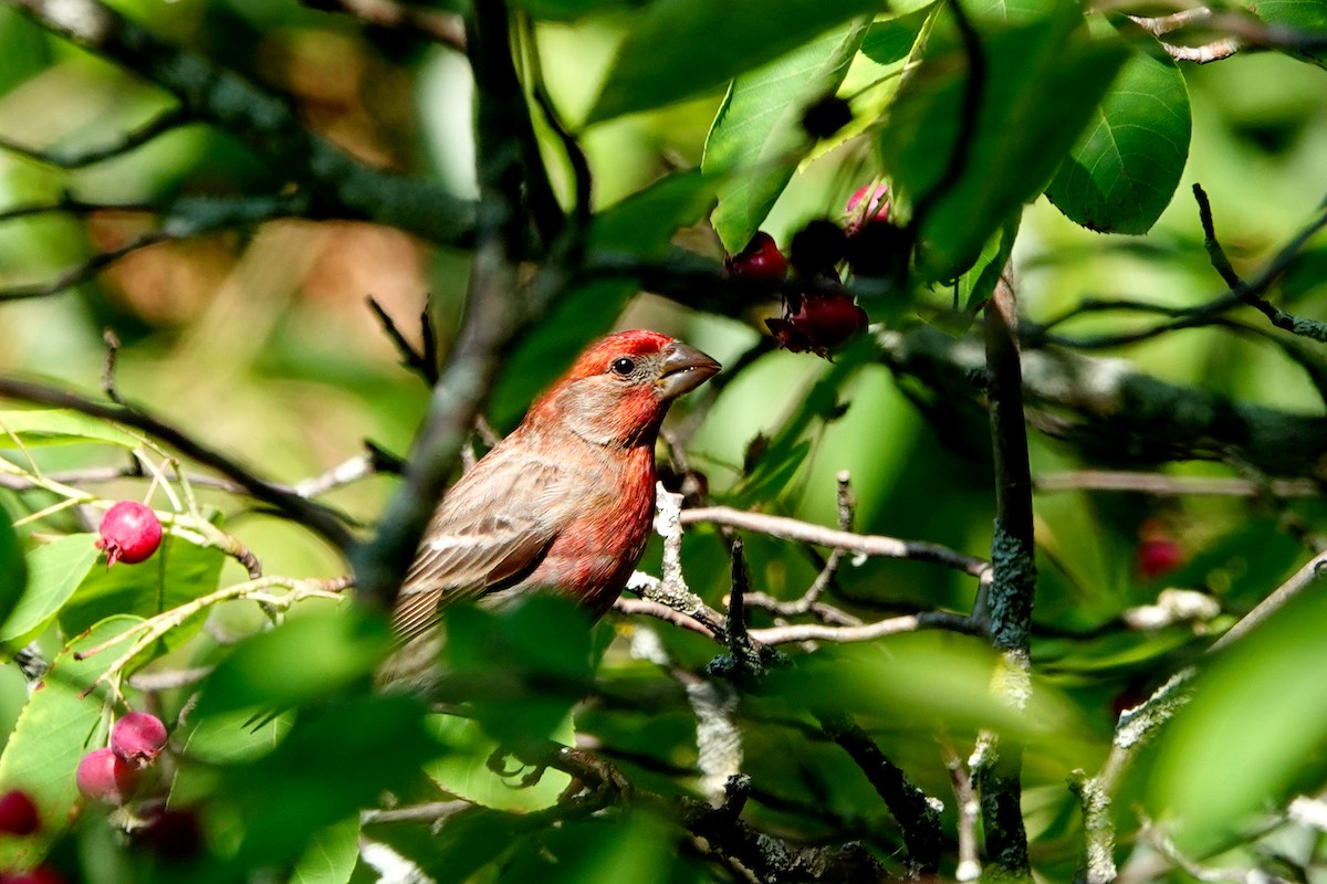 House Finch - ML638365477