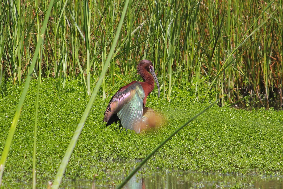 White-faced Ibis - ML638365480