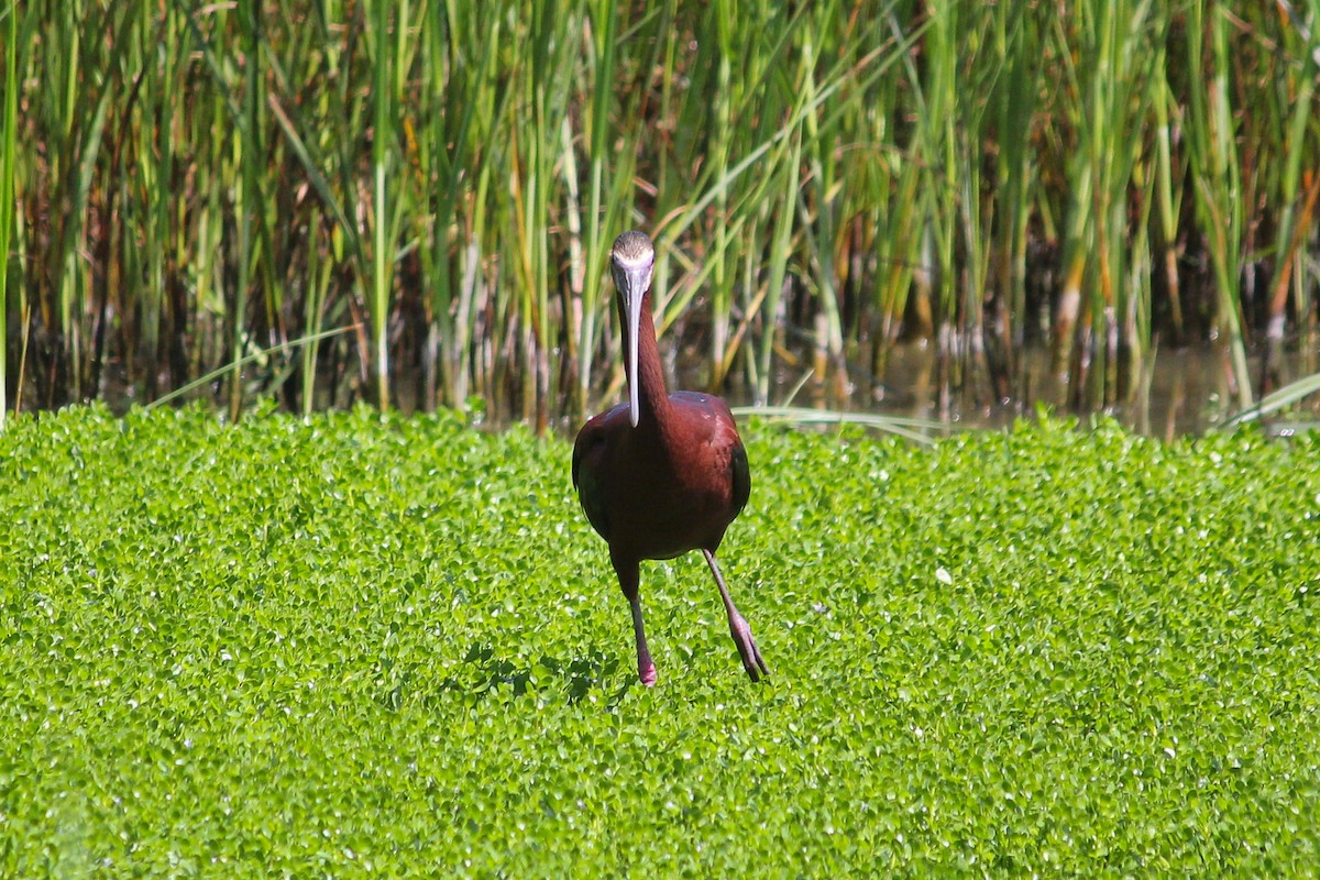 White-faced Ibis - ML638365481