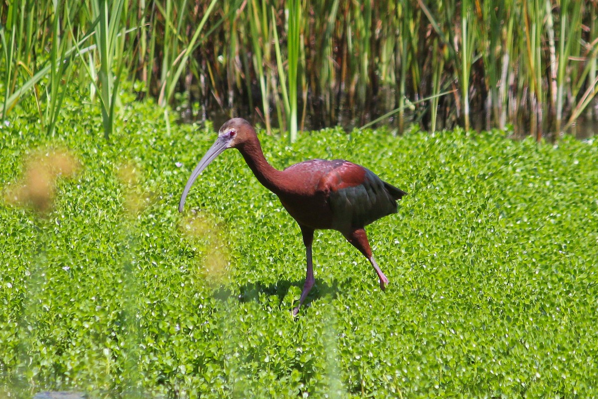 White-faced Ibis - ML638365482