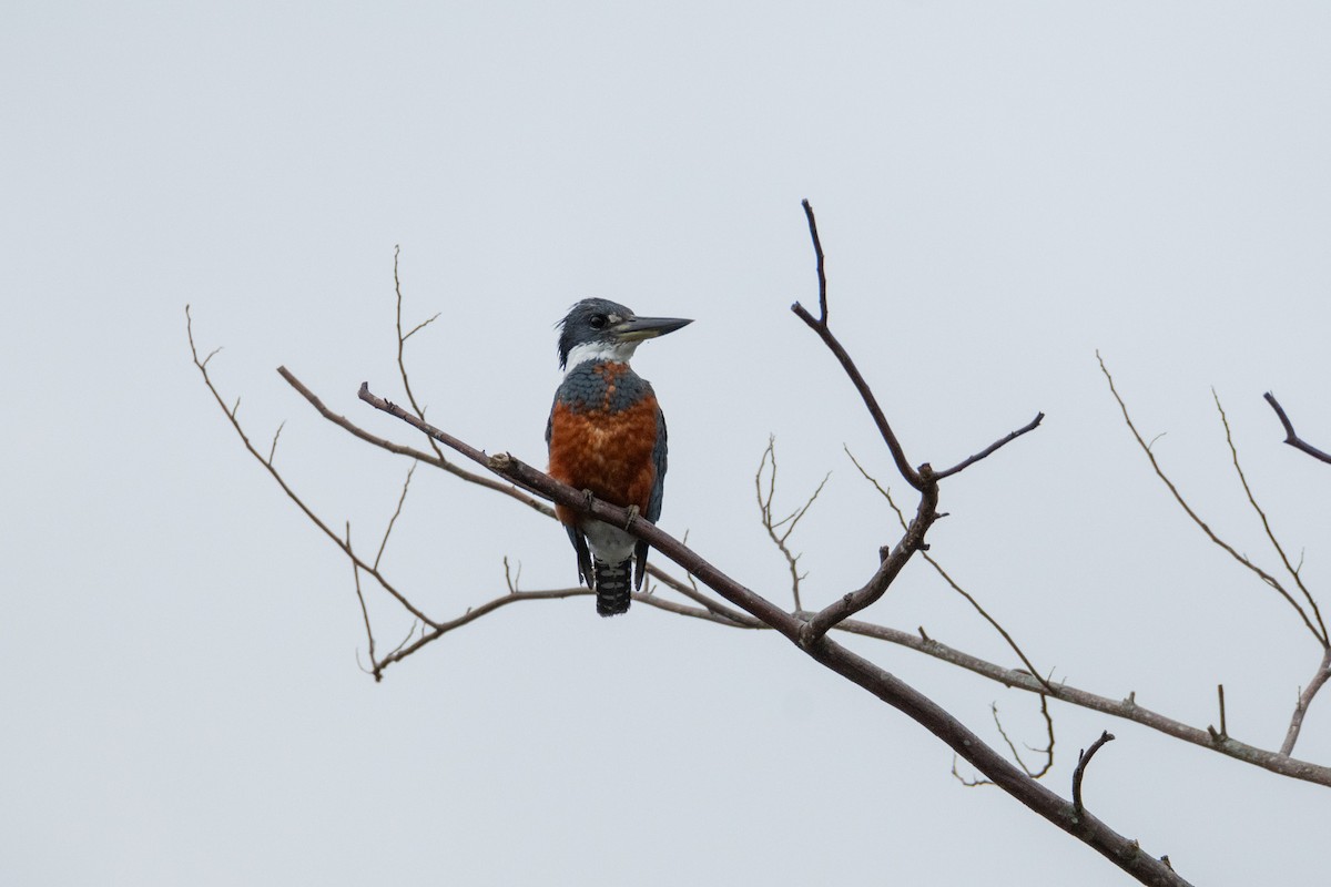 Ringed Kingfisher - ML638365521