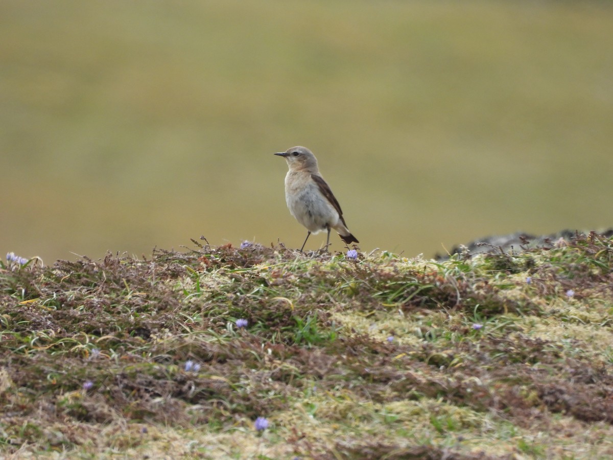 Northern Wheatear - ML638365522