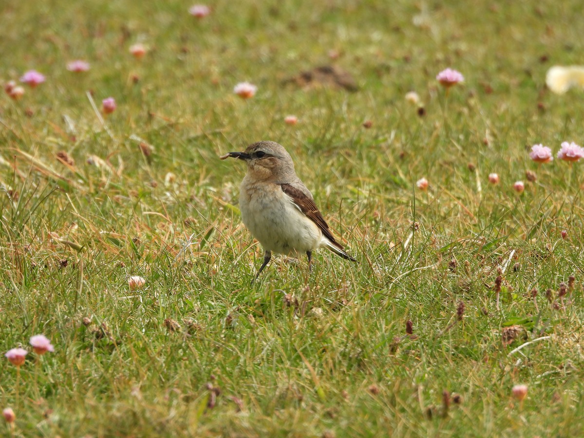 Northern Wheatear - ML638365524