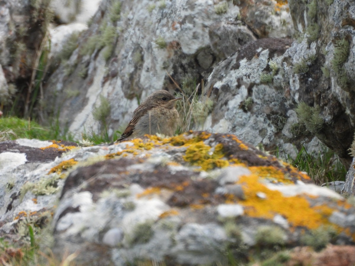 Northern Wheatear - ML638365529