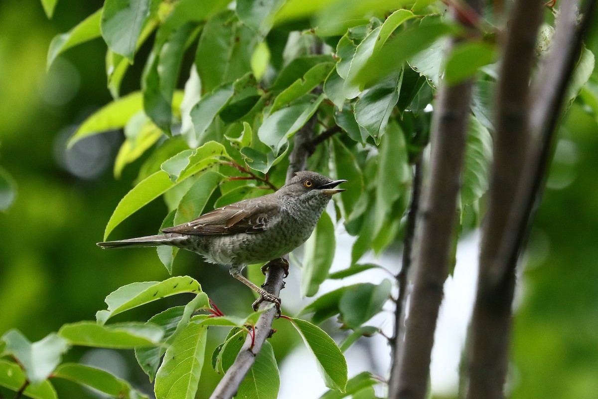 Barred Warbler - ML638365531