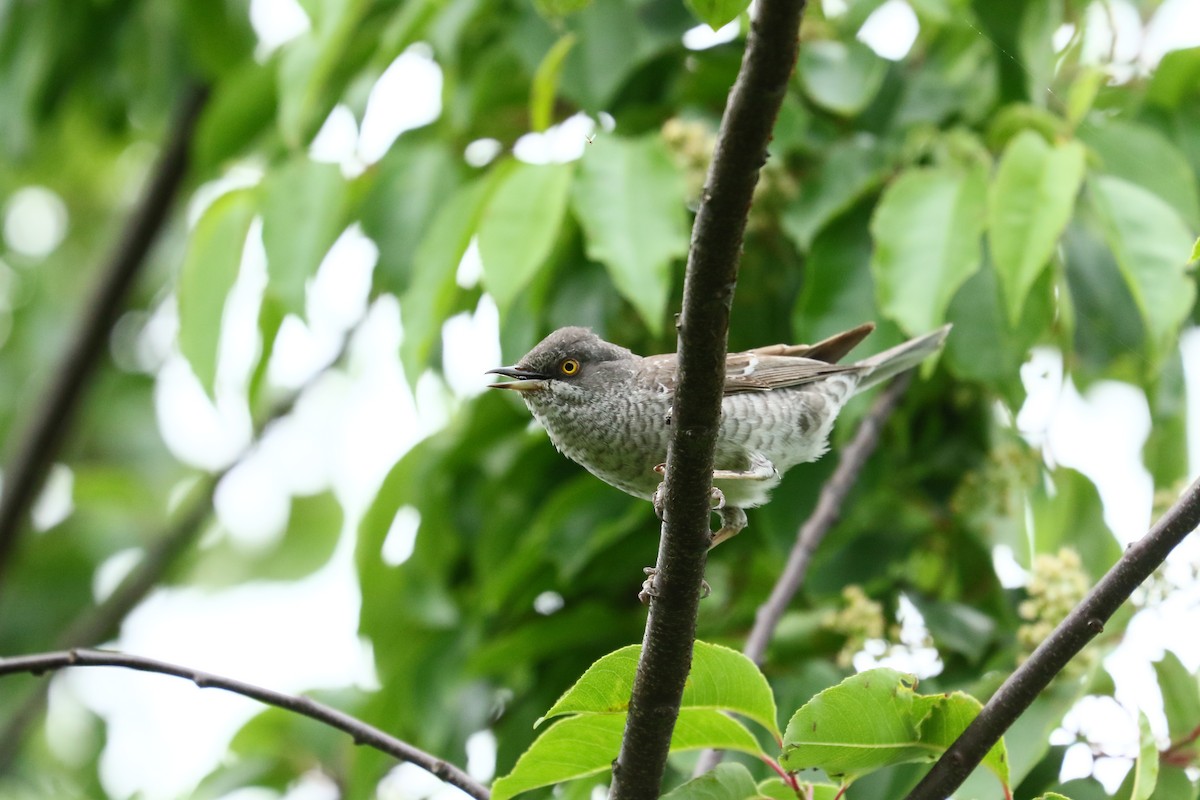 Barred Warbler - ML638365532