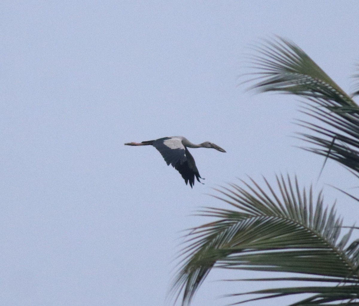 Asian Openbill - ML638365535