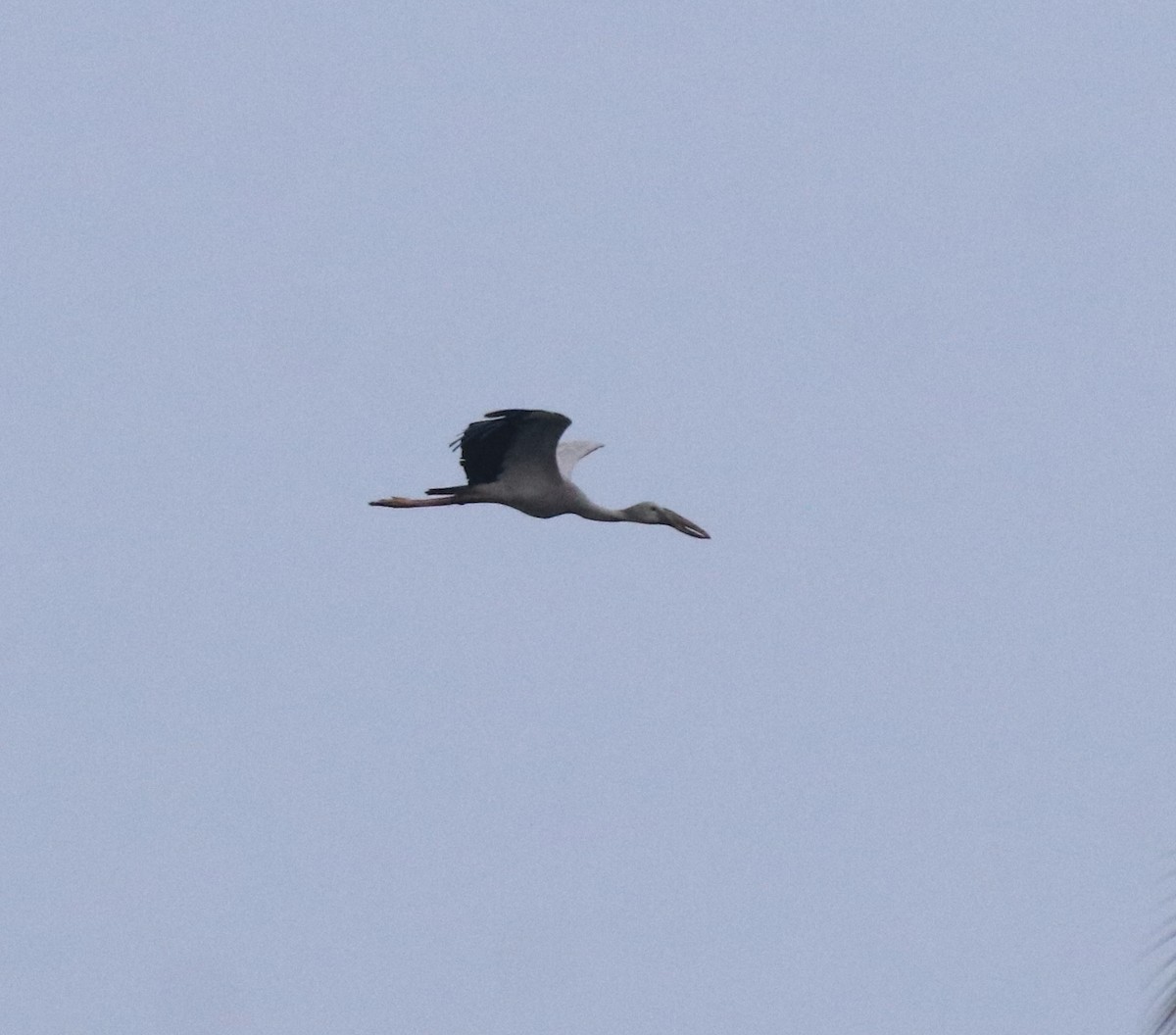Asian Openbill - ML638365536