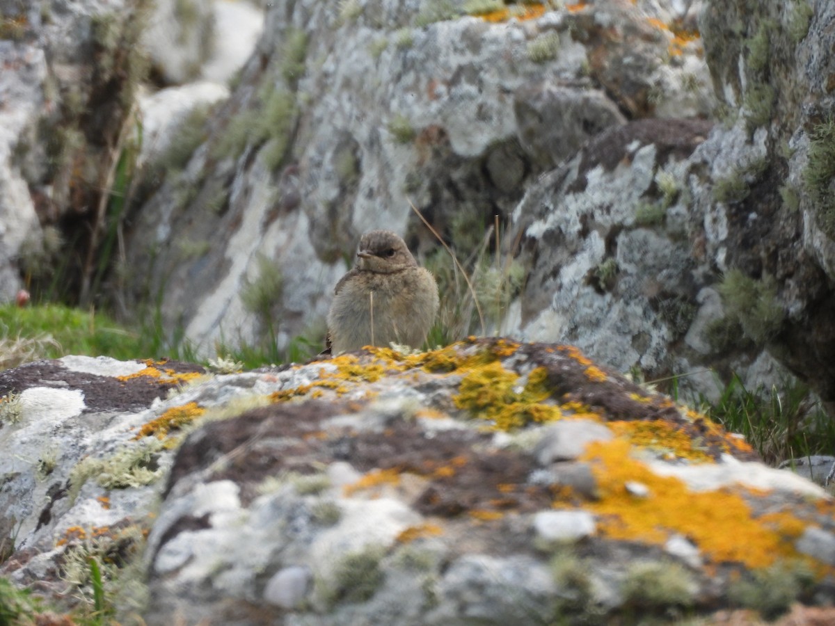 Northern Wheatear - ML638365541
