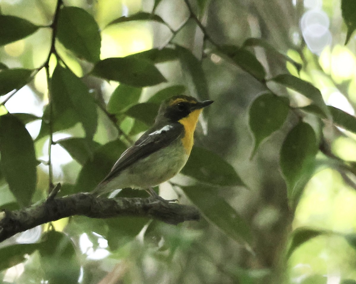 Ryukyu Flycatcher - ML638365543