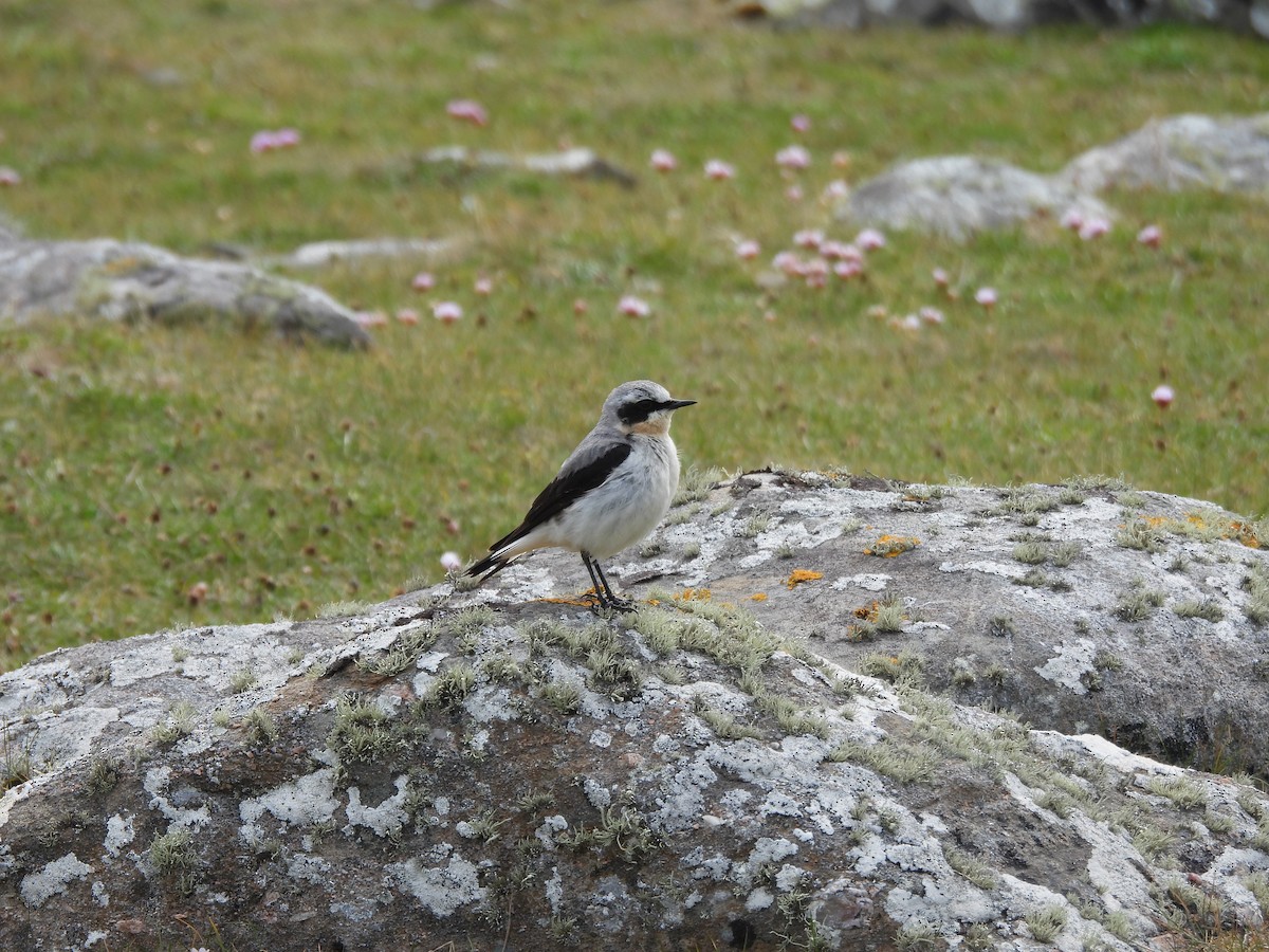 Northern Wheatear - ML638365549