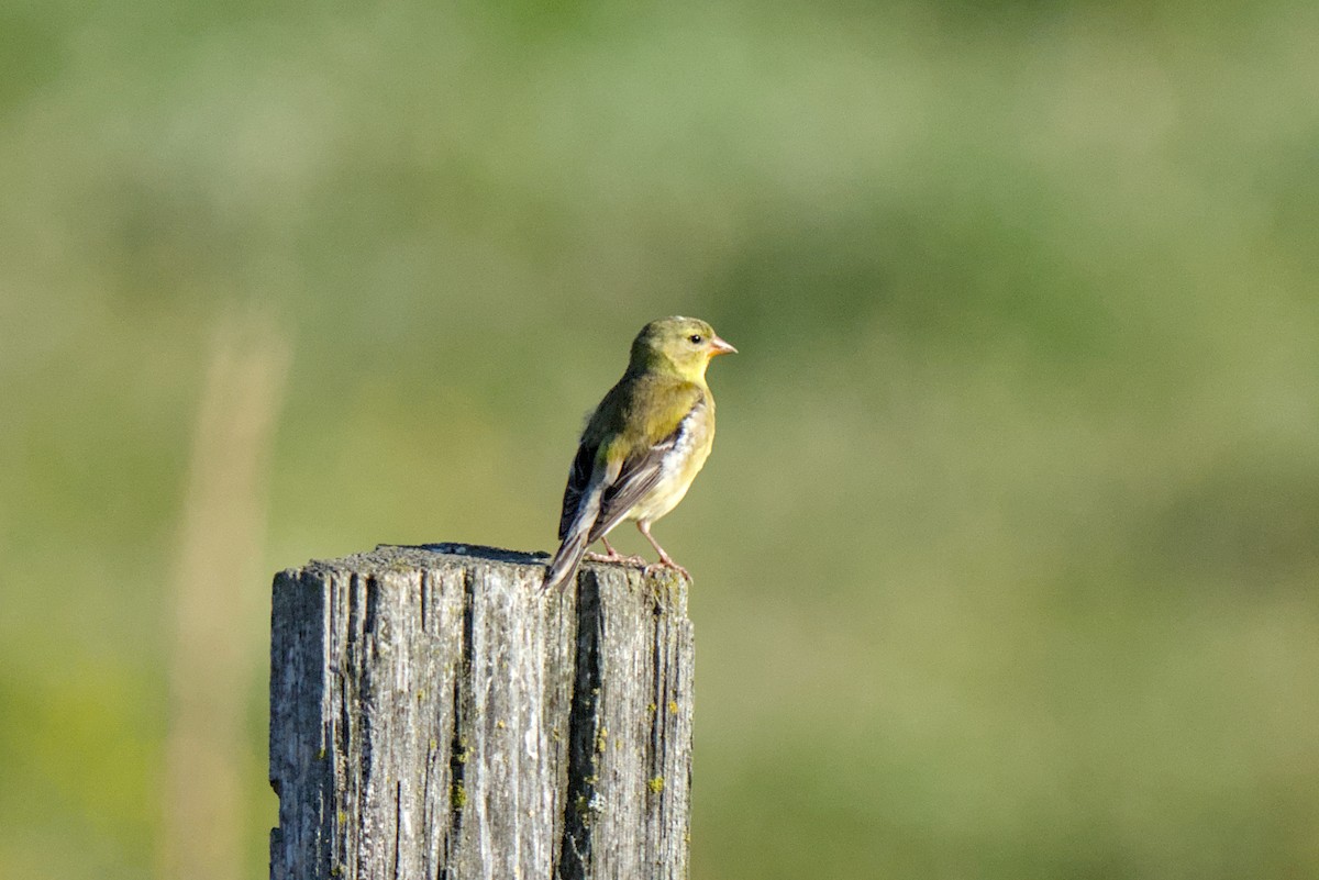 gulstillits - ML638365550