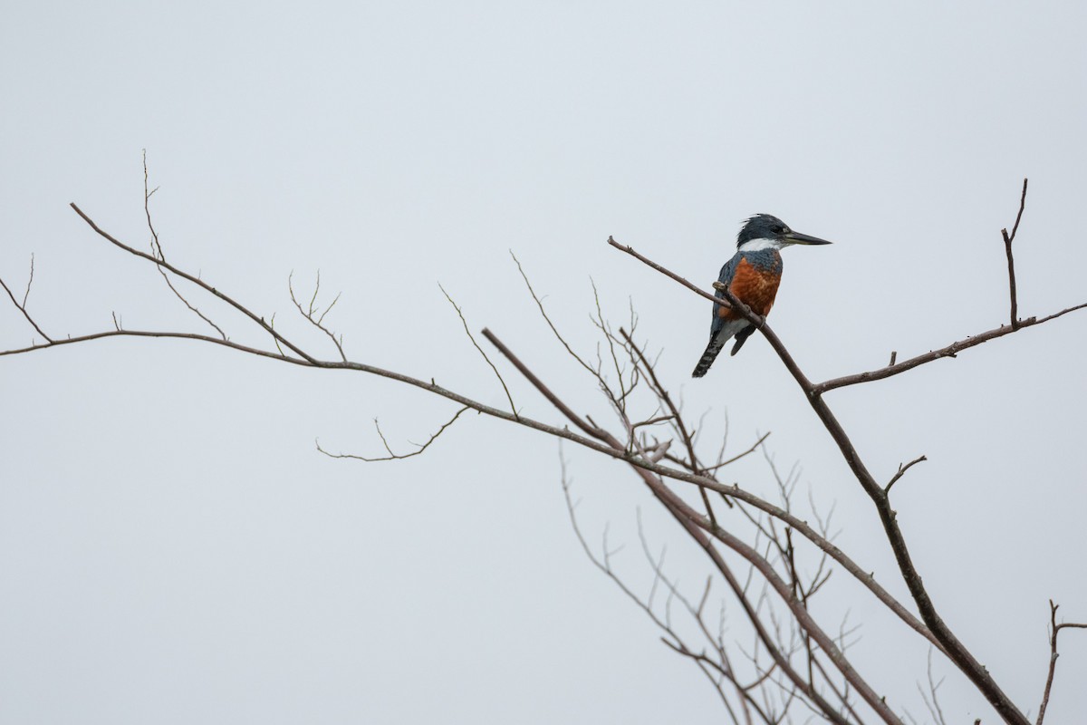 Ringed Kingfisher - ML638365559
