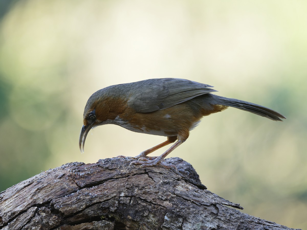 Rusty-cheeked Scimitar-Babbler - ML638365565