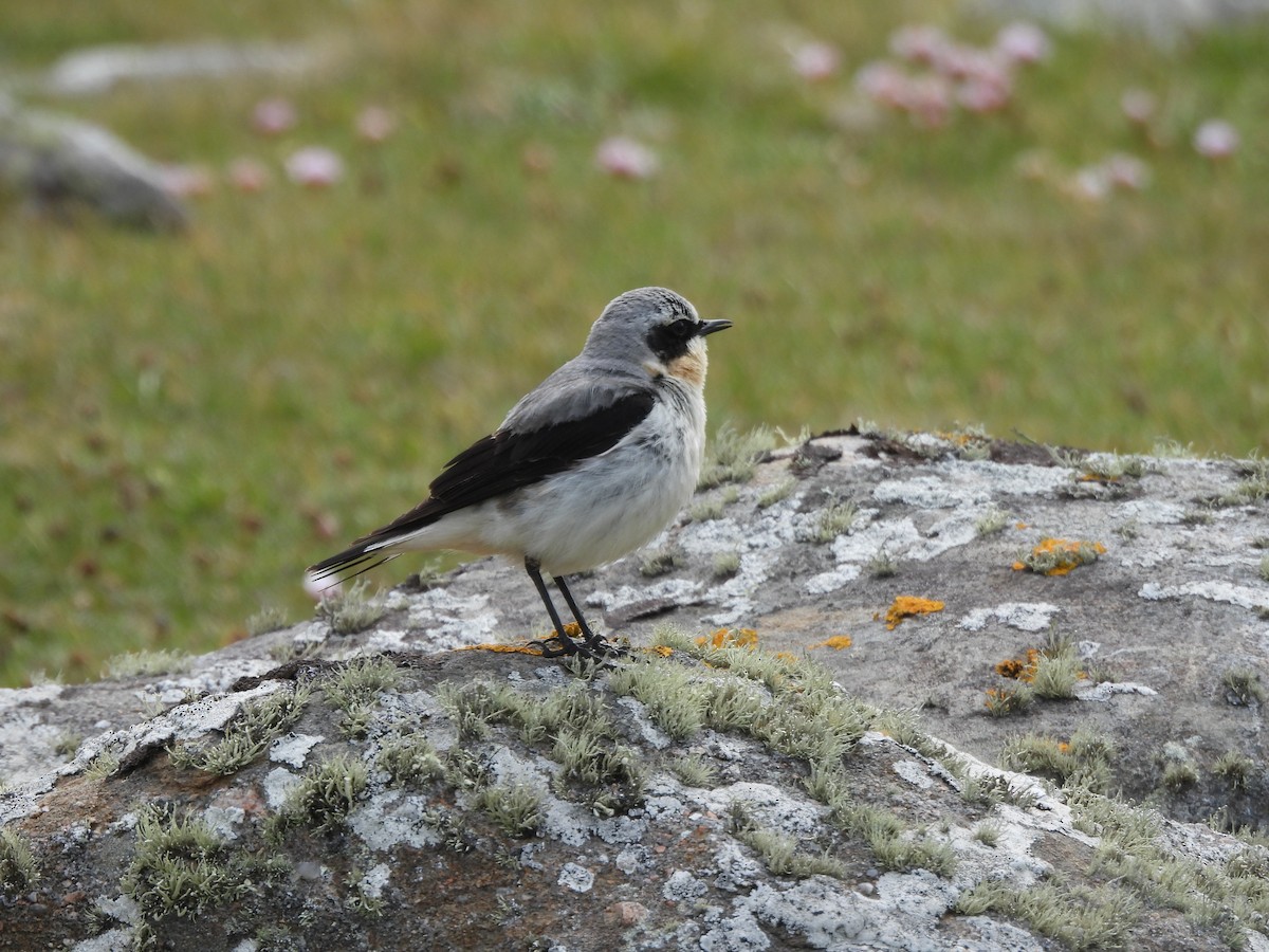 Northern Wheatear - ML638365568
