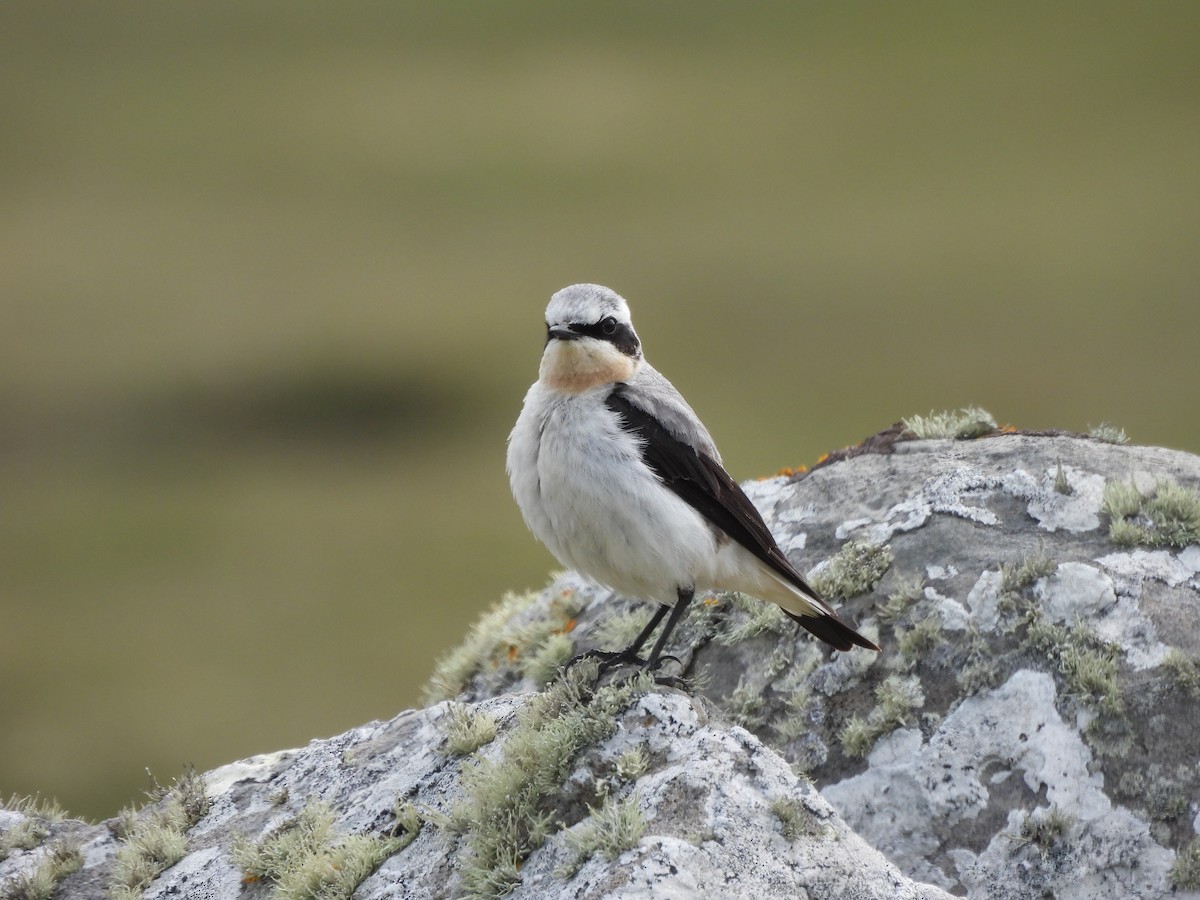 Northern Wheatear - ML638365575