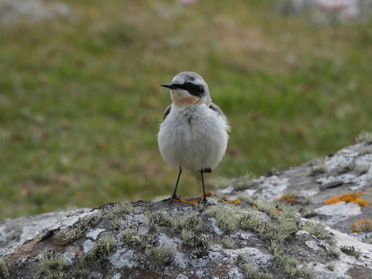 Northern Wheatear - ML638365585
