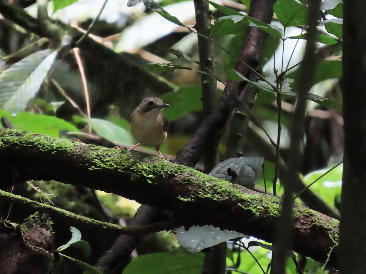 Short-tailed Babbler (Leaflitter) - ML638365586