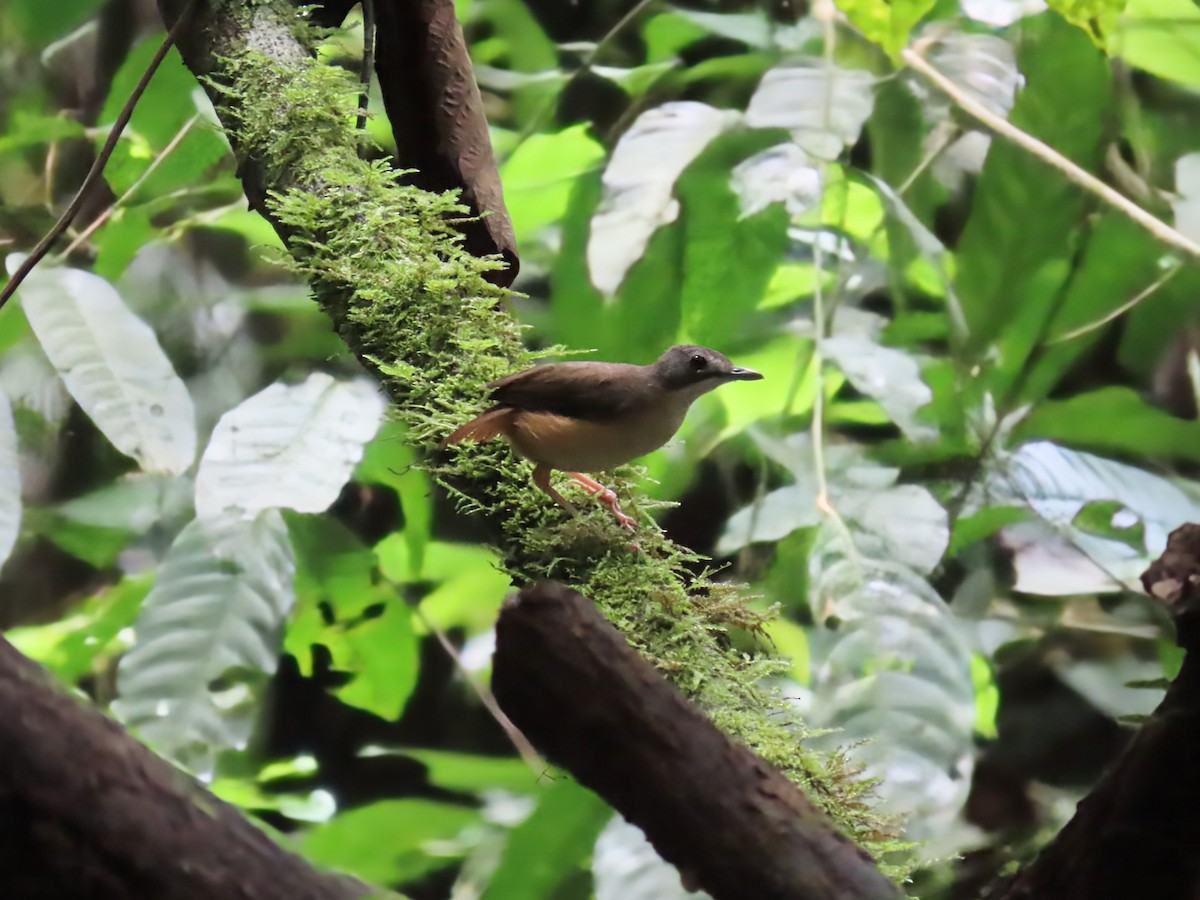 Short-tailed Babbler (Leaflitter) - ML638365587
