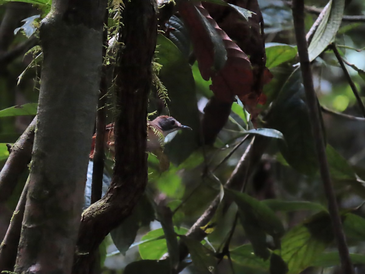 Short-tailed Babbler (Leaflitter) - ML638365588