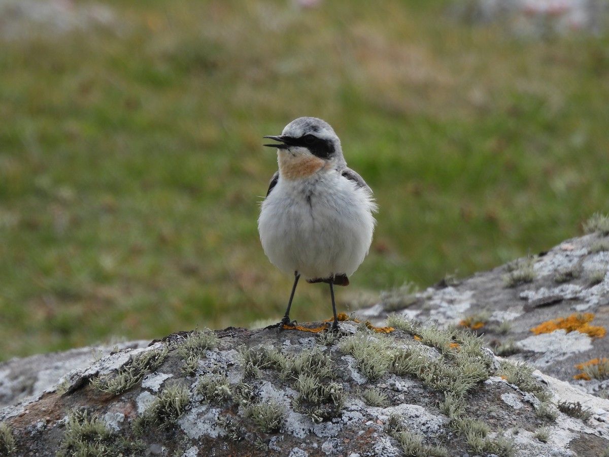 Northern Wheatear - ML638365592