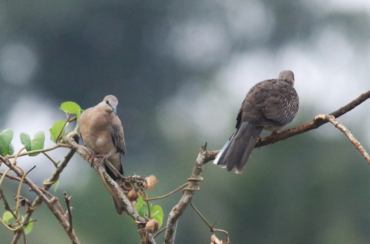 Spotted Dove - ML638365594