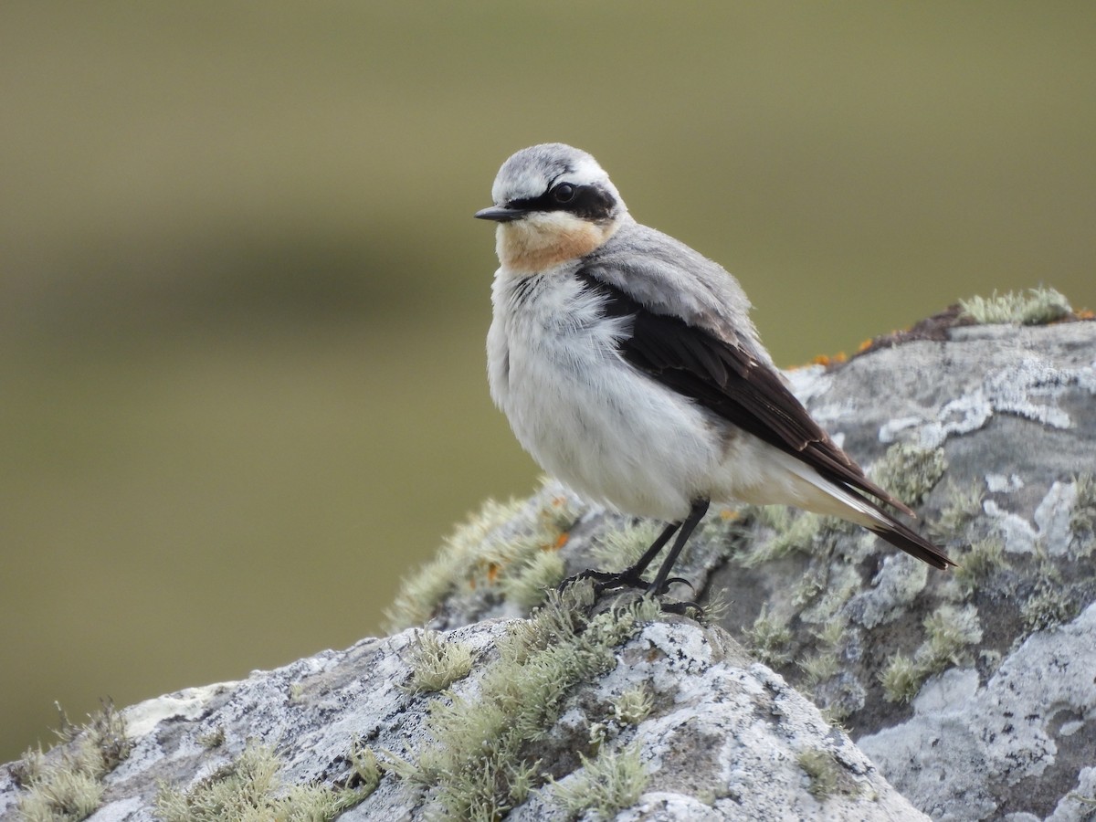 Northern Wheatear - ML638365601