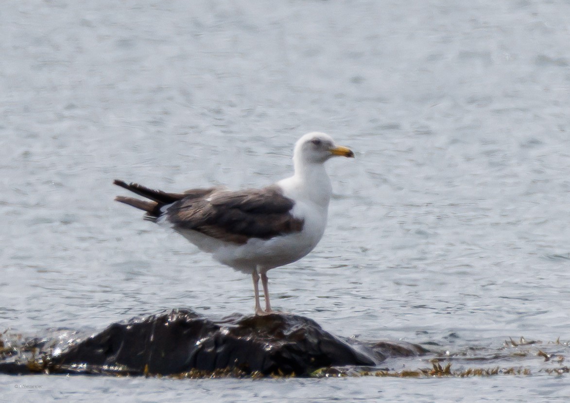 Lesser Black-backed Gull - ML638365624