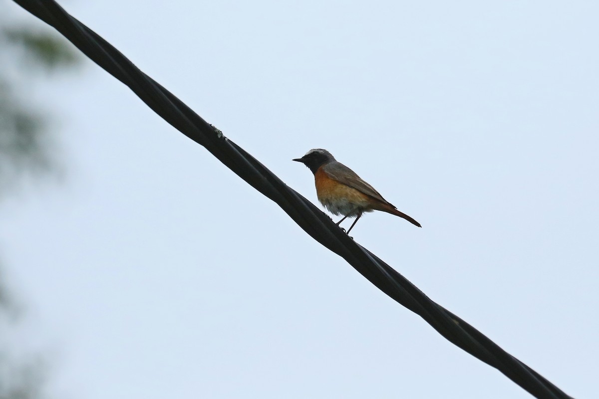 Common Redstart - ML638365631