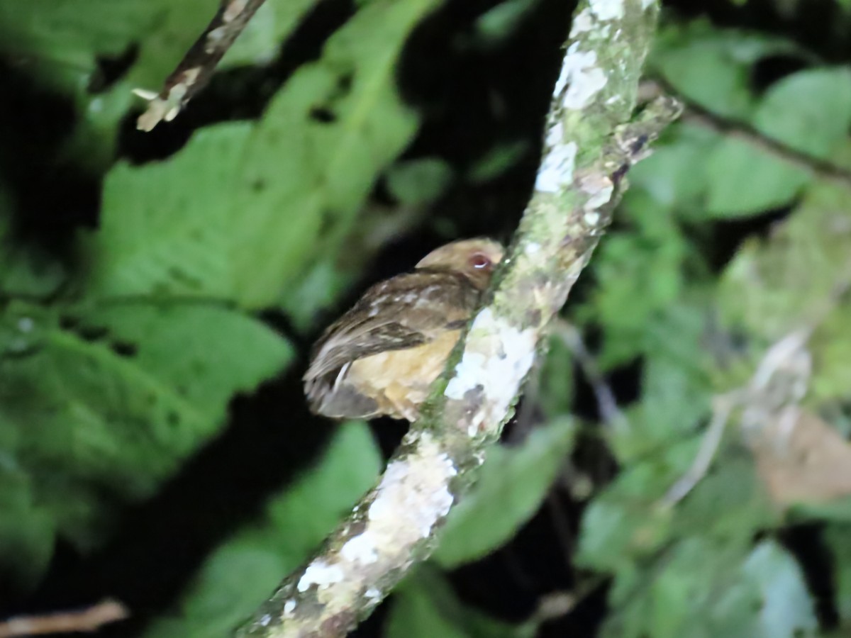 Reddish Scops-Owl - ML638365654
