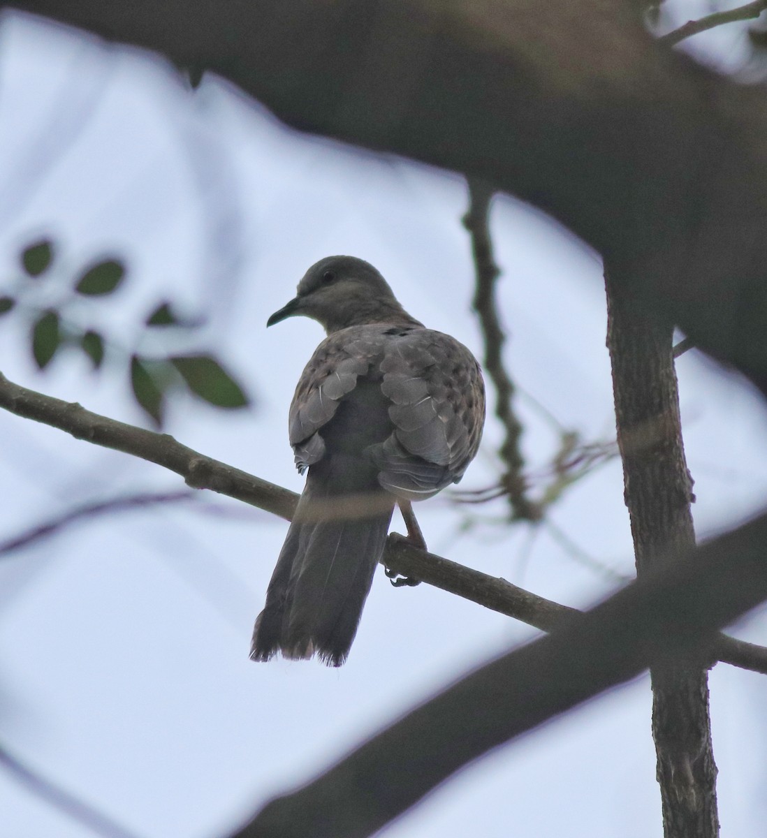 Spotted Dove - ML638365668