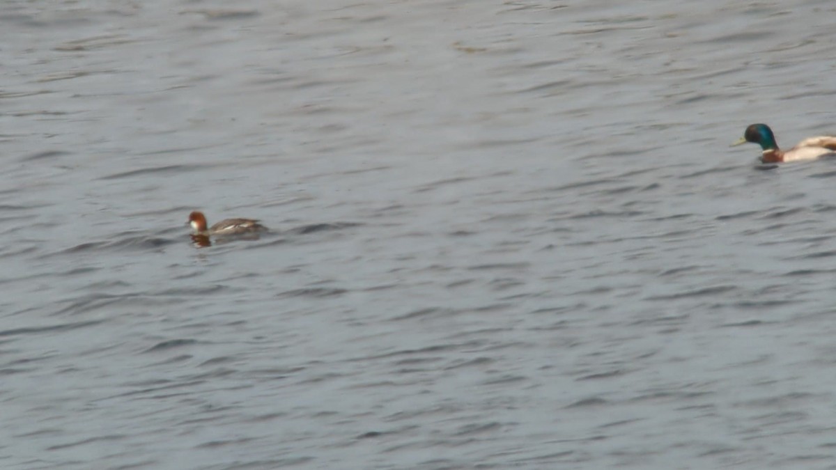 Smew - ML638365670