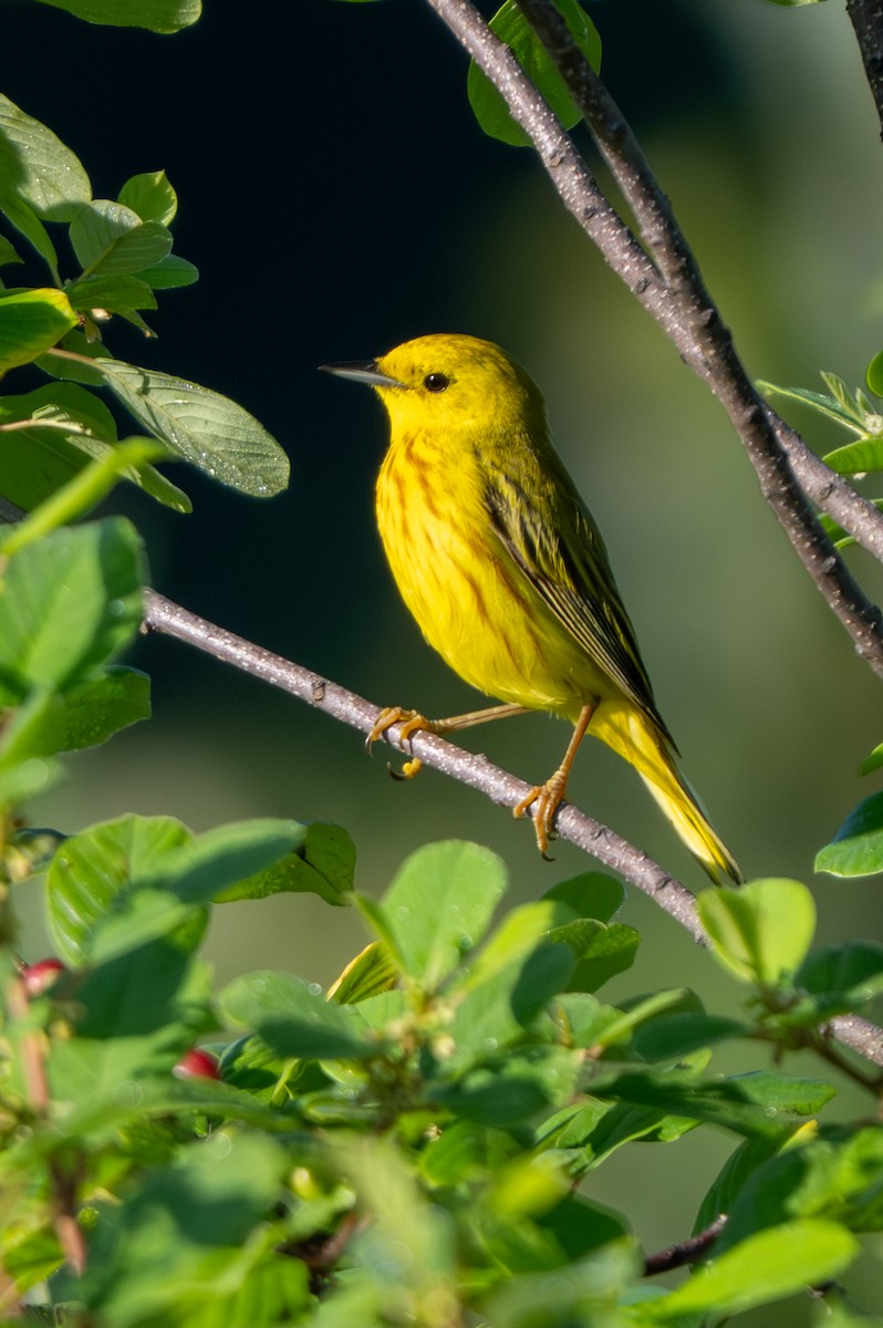 Yellow Warbler - ML638365676