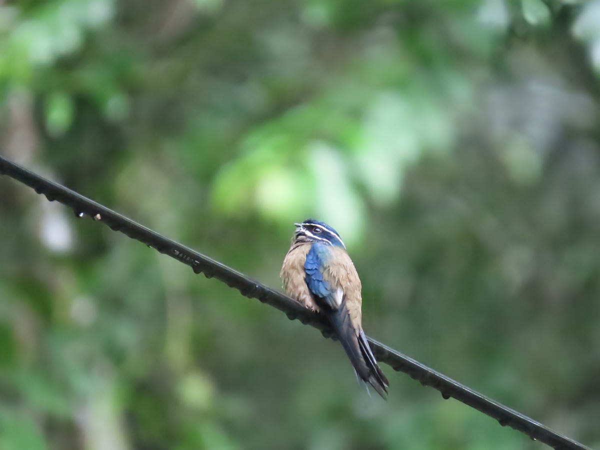 Whiskered Treeswift - ML638365685