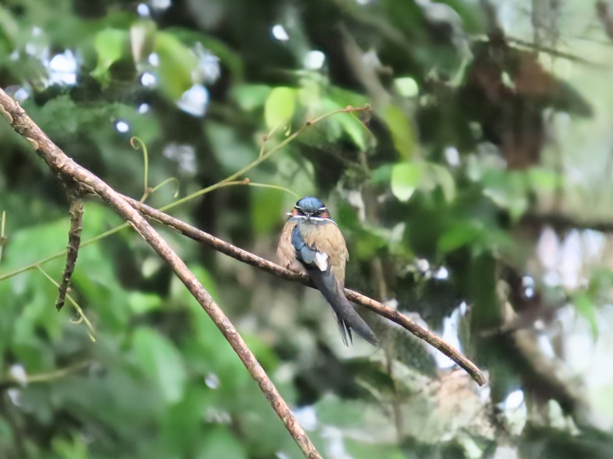 Whiskered Treeswift - ML638365686