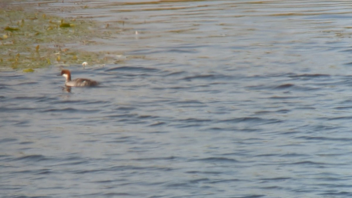 Smew - ML638365693