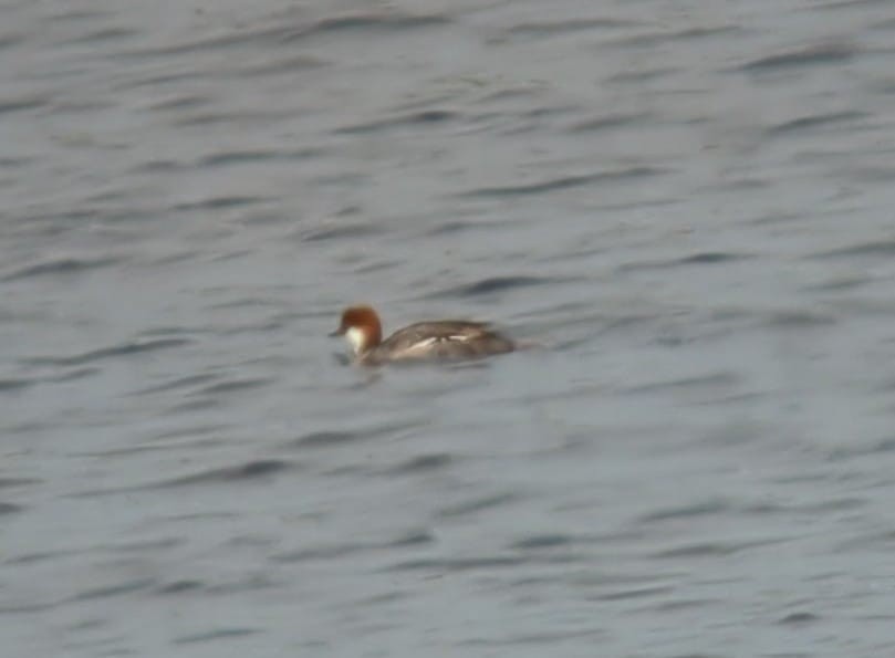 Smew - ML638365719