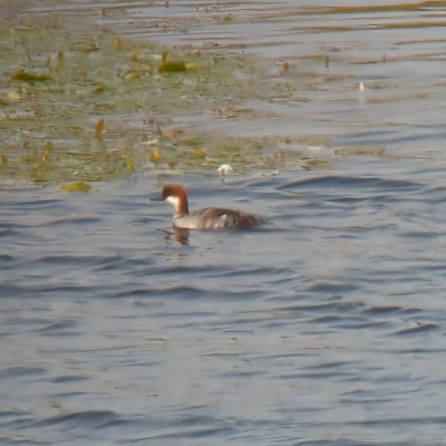 Smew - ML638365734