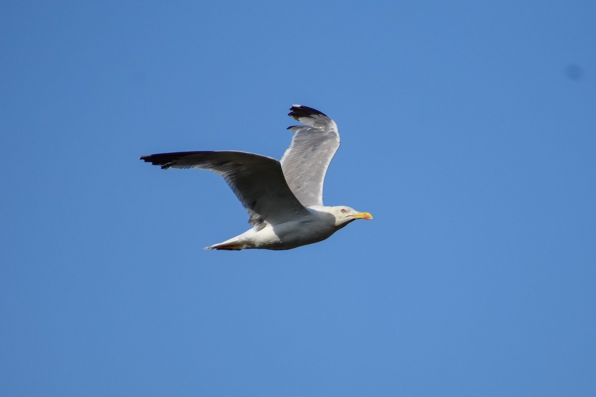 Yellow-legged Gull - ML638365737