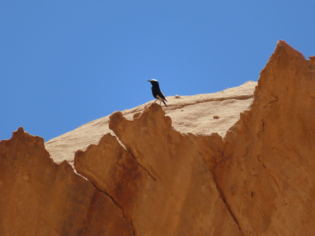 White-crowned Wheatear - ML638365743