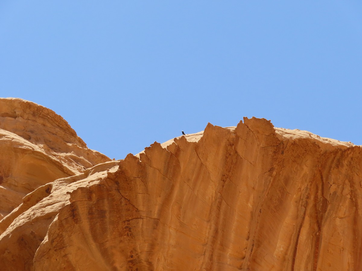 White-crowned Wheatear - ML638365749