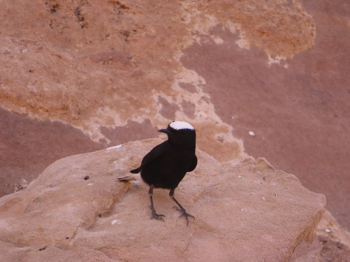 White-crowned Wheatear - ML638365777