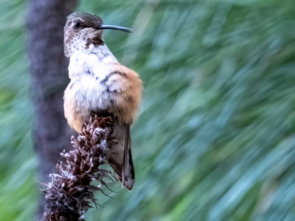 Rufous Hummingbird - ML638365794