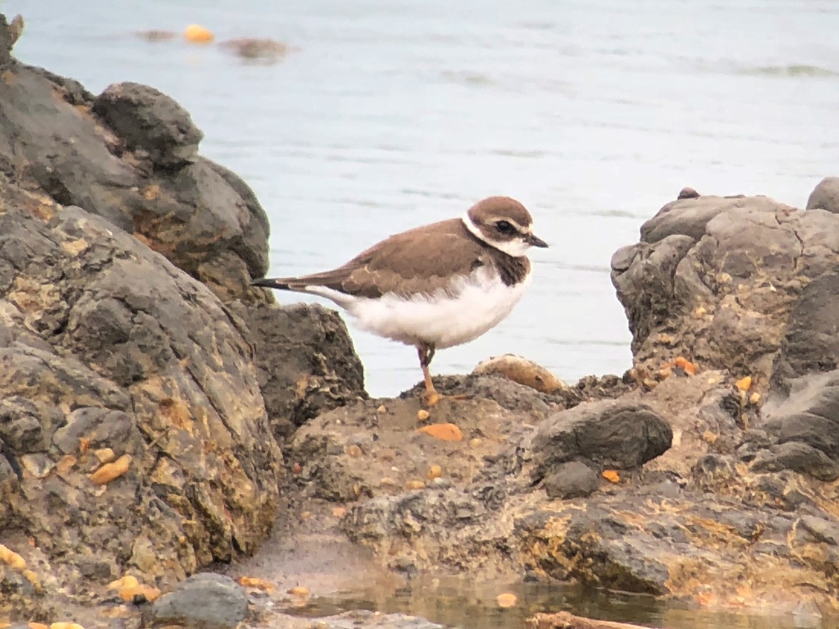 Semipalmated Plover - ML638365826