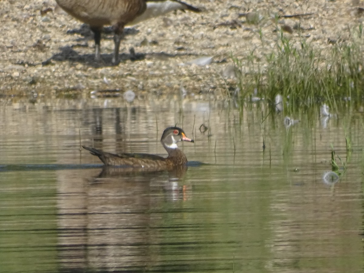 Canard branchu - ML638365844